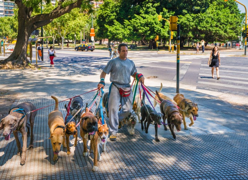 Paseante de perros